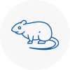 Rat Control Shenfield