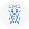 Shenfield Wasp Nest Removal